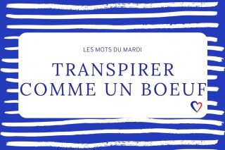 betekenis transpirer comme un boeuf
