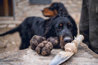 truffels zoeken